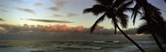 Palm trees on the beach Hawaii USA Canvas Art - Panoramic Images (36 x 12)