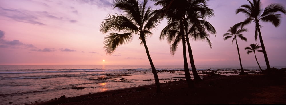 Palm trees on the beach Keauhou South Kona Hawaii County Hawaii USA Canvas Art - Panoramic Images (27 x 9)
