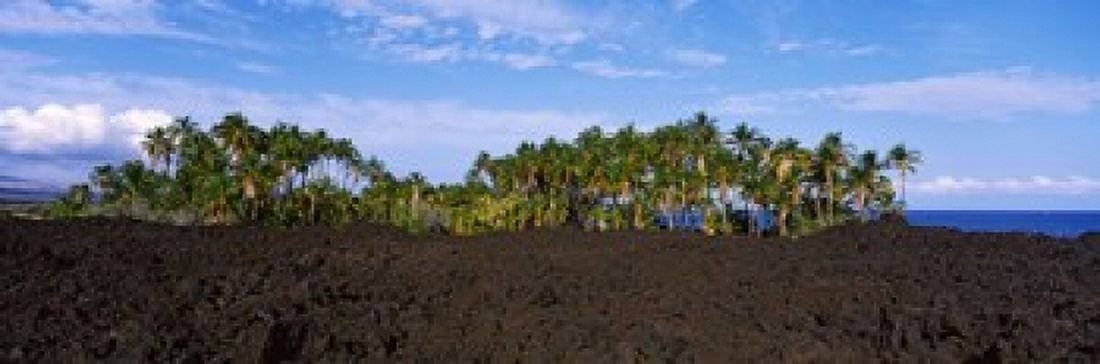 Palm trees on the beach Keawaiki Bay Hawaii USA Canvas Art - Panoramic Images (18 x 6)