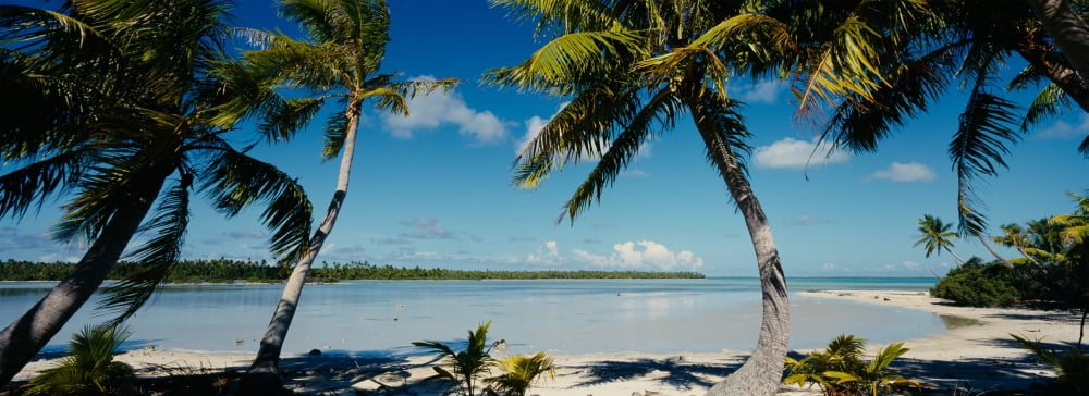 Palm trees on the beach Mataiva Tuamoto Islands French Polynesia Canvas Art - Panoramic Images (36 x 12)