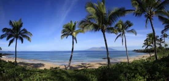 Palm trees on the beach Maui Hawaii USA Canvas Art - Panoramic Images (24 x 12)