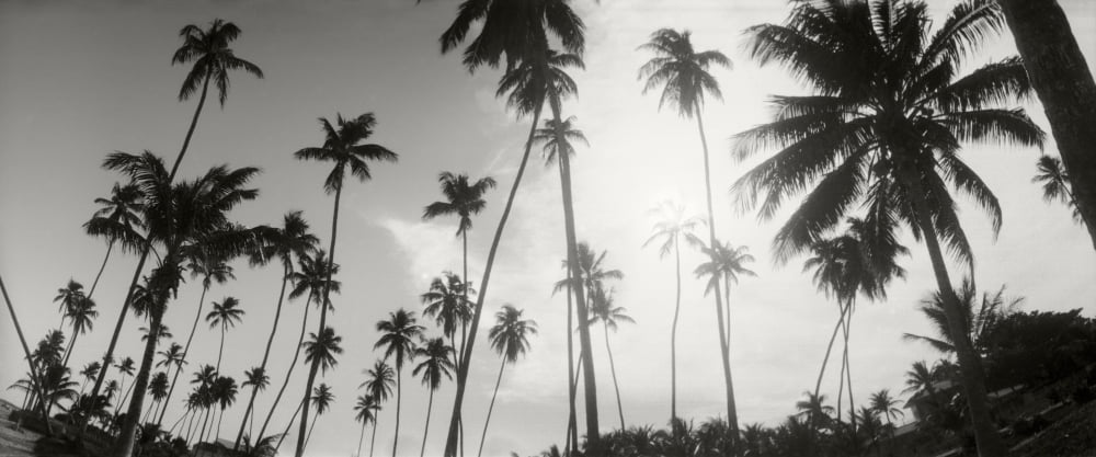 Palm trees on the beach Morro De Sao Paulo Tinhare Cairu Bahia Brazil Canvas Art - Panoramic Images (36 x 12)