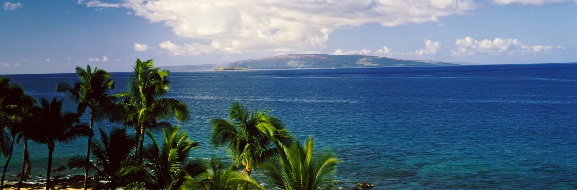 Palm trees on the beach North Shore Oahu Hawaii USA Canvas Art - Panoramic Images (27 x 9)