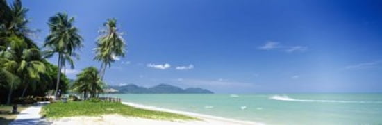 Palm trees on the beach Penang State Malaysia Canvas Art - Panoramic Images (36 x 12)