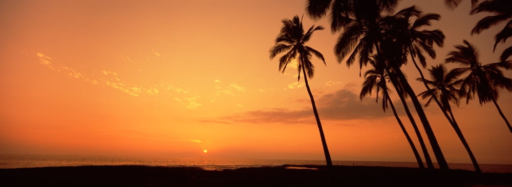 Palm trees on the beach Puu Honua O Honaunau Hawaii USA Canvas Art - Panoramic Images (36 x 12)
