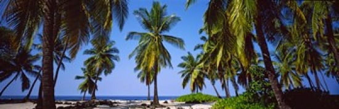 Palm trees on the beach Puuhonua O Honaunau National Historical Park Hawaii USA Canvas Art - Panoramic Images (36 x 12)