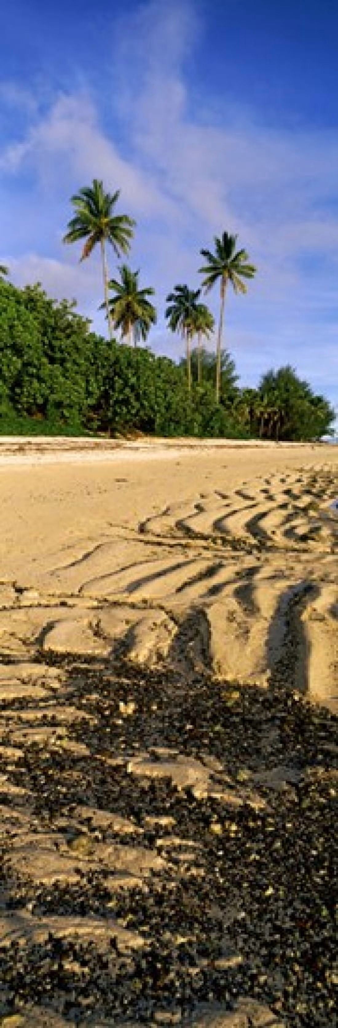 Palm trees on the beach Rarotonga Cook Islands New Zealand Canvas Art - Panoramic Images (36 x 12)
