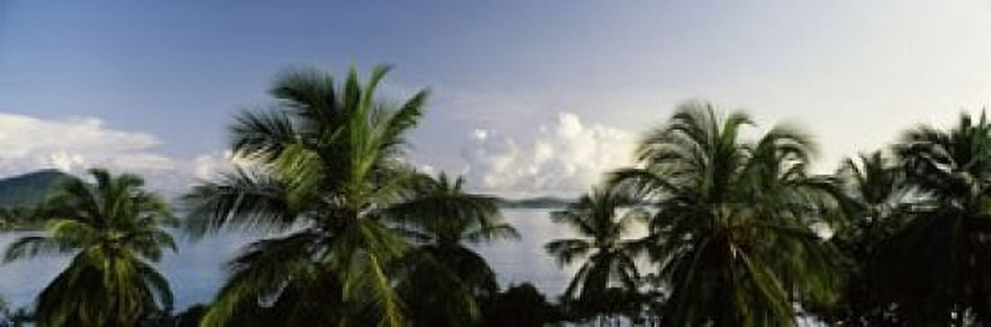 Palm trees on the beach St Thomas US Virgin Islands Canvas Art - Panoramic Images (18 x 6)