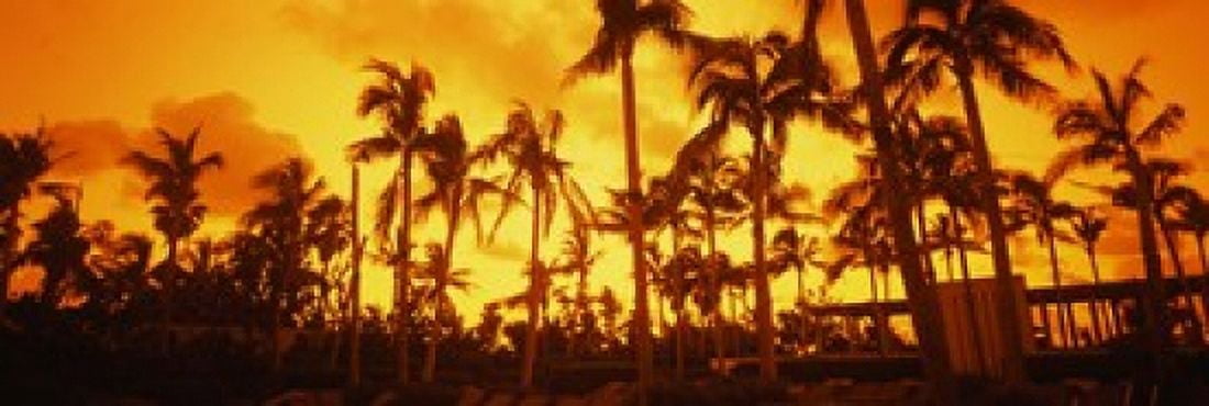 Palm trees on the beach The Setai Hotel South Beach Miami Beach Florida USA Canvas Art - Panoramic Images (18 x 6)