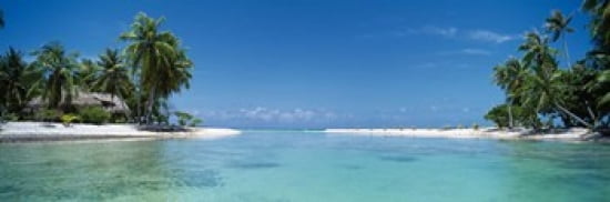 Palm trees on the beach Tikehau French Polynesia Canvas Art - Panoramic Images (36 x 12)