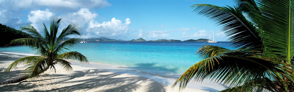 Palm trees on the beach US Virgin Islands USA Canvas Art - Panoramic Images (27 x 9)