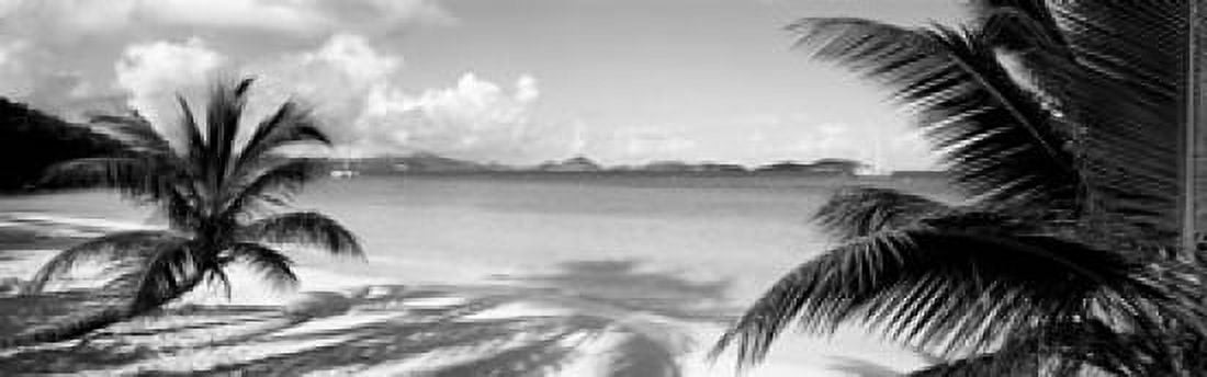 Palm trees on the beach US Virgin Islands USA Canvas Art - Panoramic Images (36 x 12)