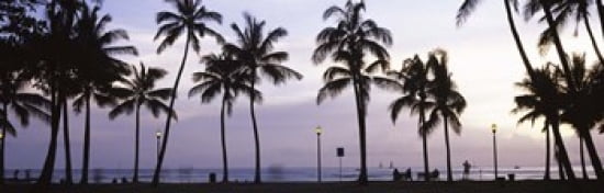 Palm trees on the beach Waikiki Honolulu Oahu Hawaii USA Canvas Art - Panoramic Images (36 x 12)