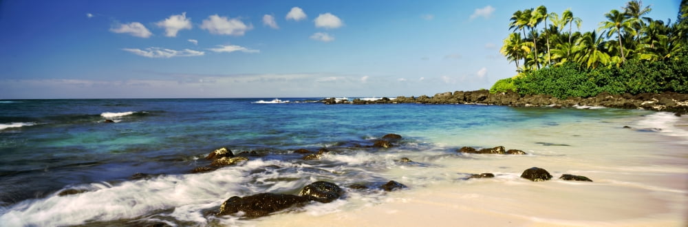 Palm trees on the beach Waimea Bay Oahu Hawaii USA Canvas Art - Panoramic Images (36 x 12)