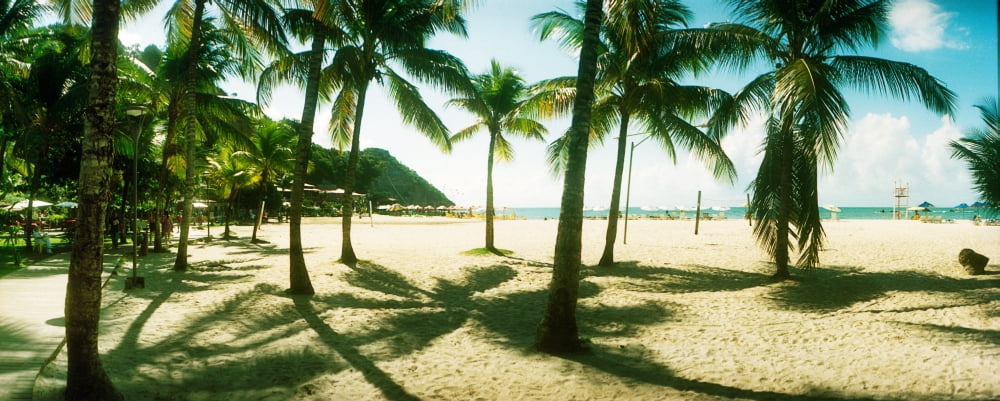 Palm trees on the beach in Morro De Sao Paulo Tinhare Cairu Bahia Brazil Canvas Art - Panoramic Images (27 x 9)