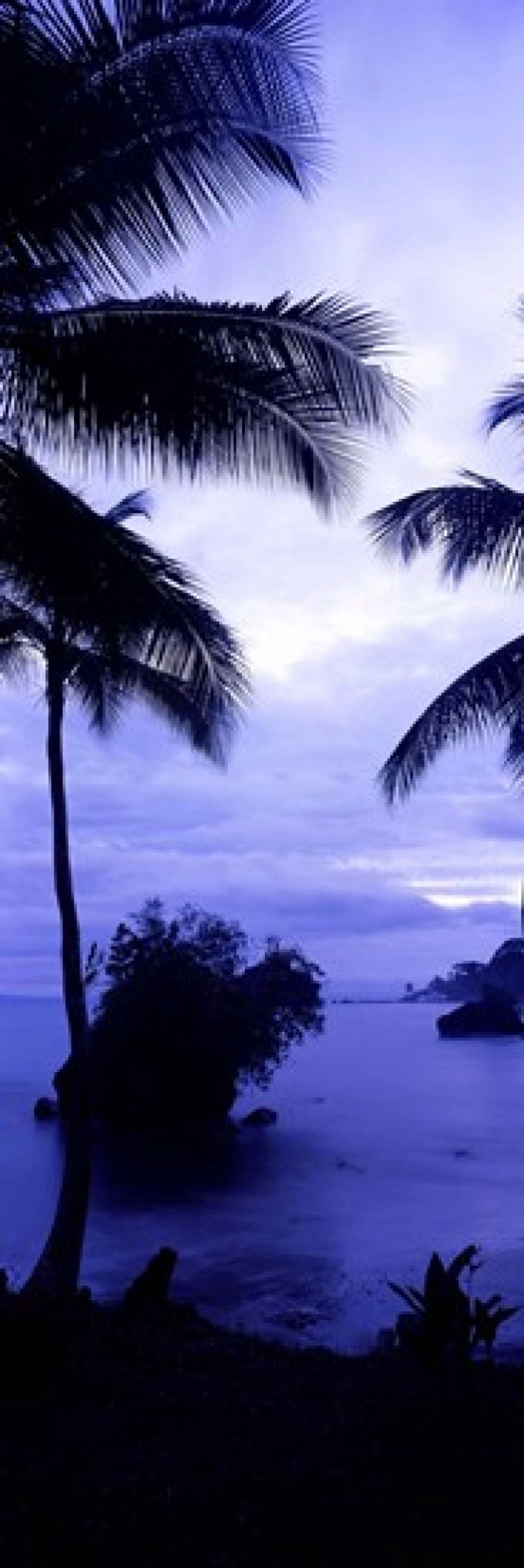Palm trees on the coast Colombia Canvas Art - Panoramic Images (18 x 6)
