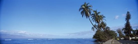 Palm trees on the coast Lahaina Maui Hawaii USA Canvas Art - Panoramic Images (36 x 12)