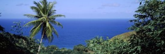 Palm trees on the coast Tobago Trinidad And Tobago Canvas Art - Panoramic Images (36 x 12)