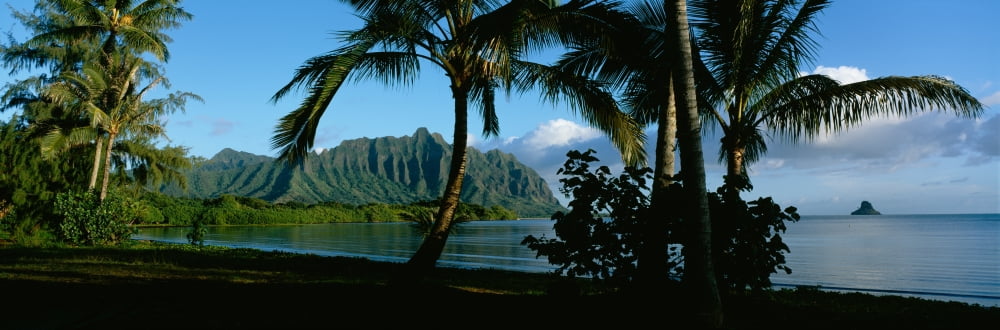Palm trees on the waterfront Kaneohe Bay Oahu Hawaii USA Canvas Art - Panoramic Images (36 x 12)