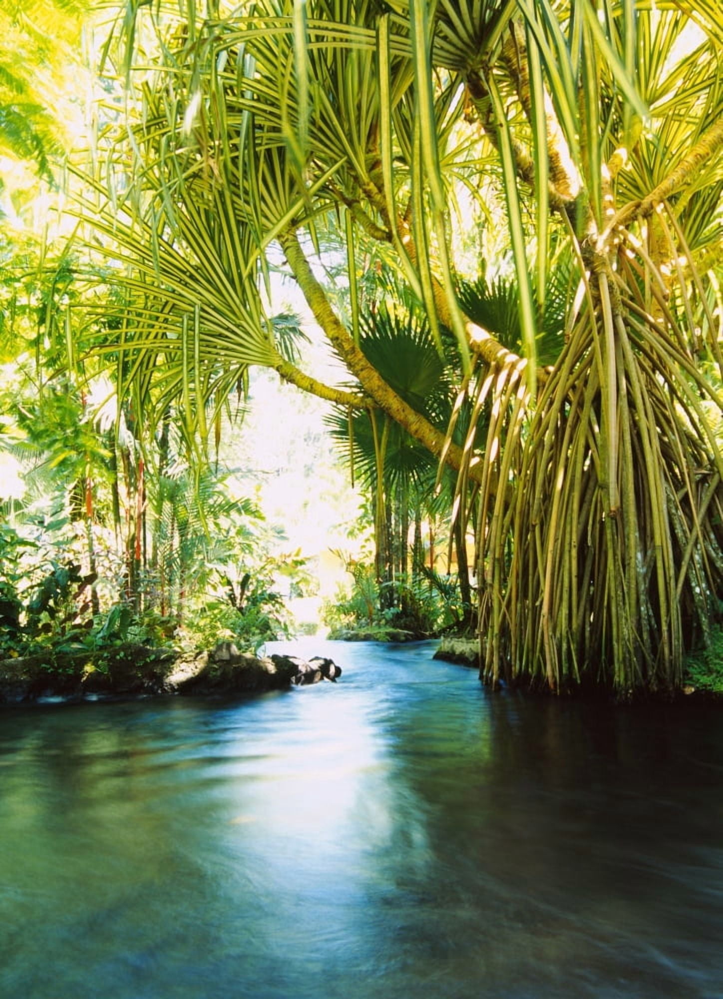 Palm trees over hot spring Tabacon Costa Rica Canvas Art - Panoramic Images (36 x 12)