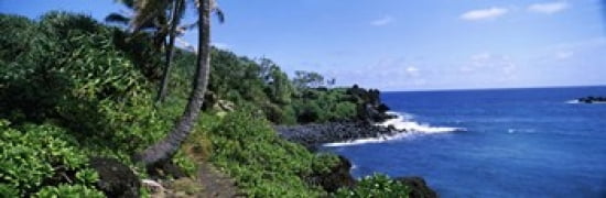 Palm trees with plants growing at a coast Black Sand Beach Hana Highway Waianapanapa State Park Maui Hawaii USA Canvas Art - Panoramic Images (36 x 12)