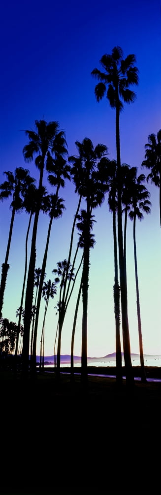 Palm trees silhouette at sunrise Santa Barbara California USA Canvas Art - Panoramic Images (6 x 18)