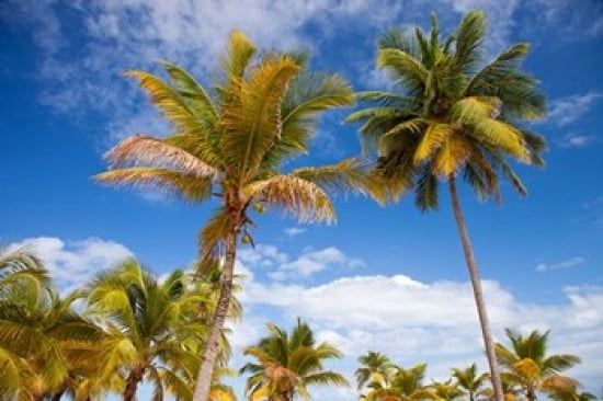 Palm trees under blue skies San Juan Puerto Rico Canvas Art - Brian Jannsen DanitaDelimont (36 x 24)