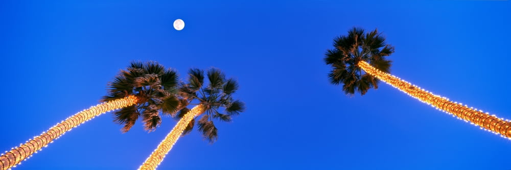 Palm trees wrapped with white lights look upward towards a full moon Pacific Beach San Diego San Diego County California USA Canvas Art - Panoramic Images (6 x 18)