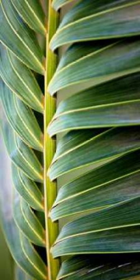 Palma I Canvas Art - Susan Bryant (10 x 20)