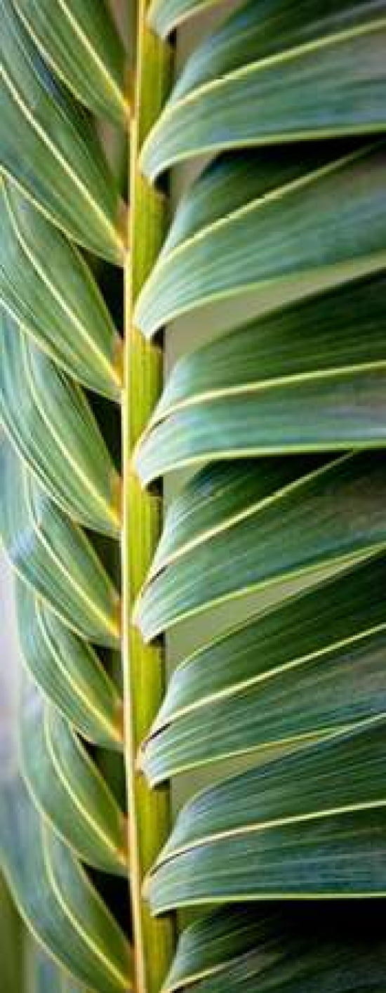Palma I Canvas Art - Susan Bryant (24 x 48)