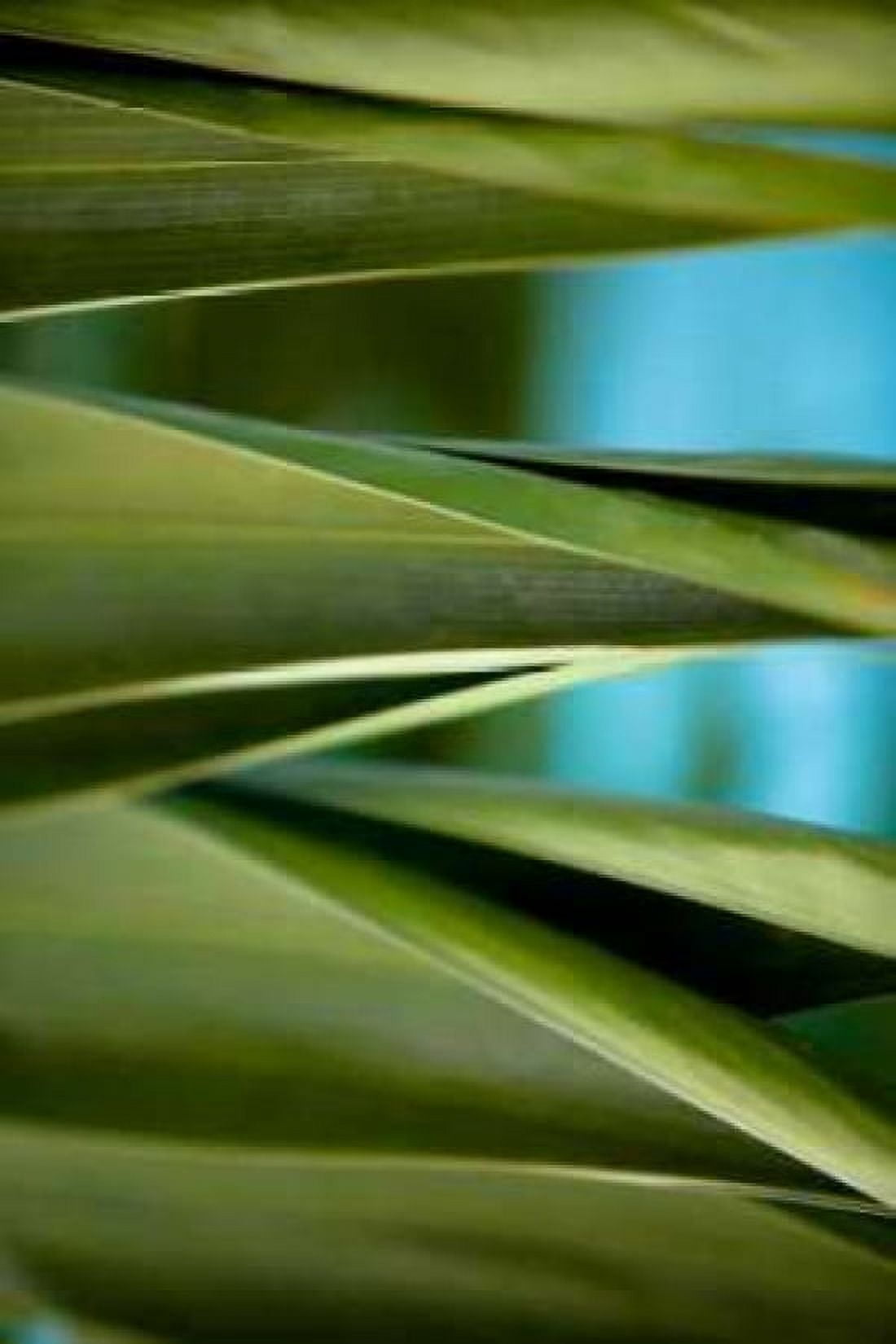 Palma III Canvas Art - Susan Bryant (24 x 36)