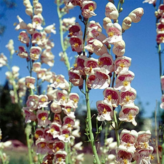Palmer's Penstemon Wild Flower Garden Seeds - 500 Mg Packet ~500 Seeds - Perennial Wildflower Gardening Seeds