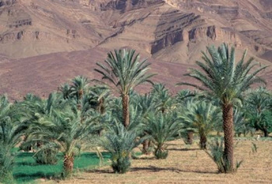 Palmery Below Mountains Morocco Canvas Art - John & Lisa Merrill DanitaDelimont (24 x 15)