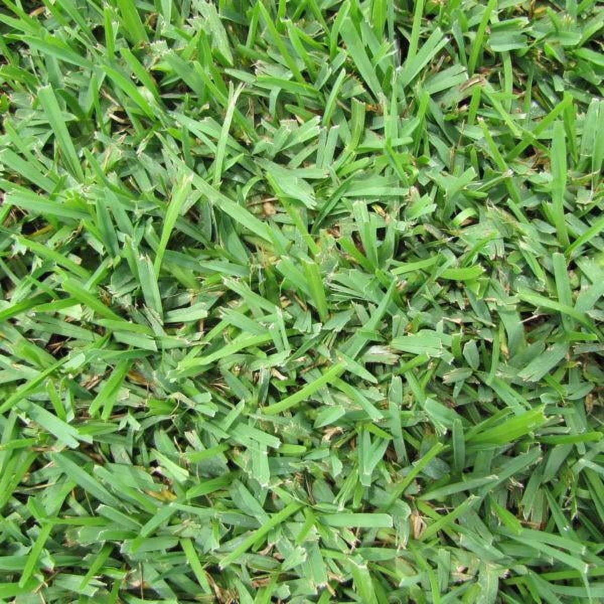Palmetto Grass Plugs - 2 Trays
