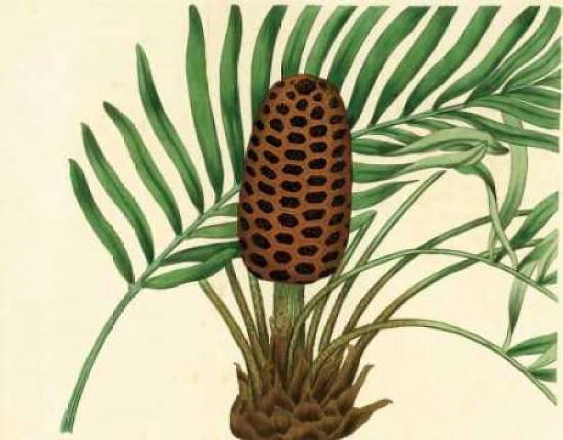 Palmetto III Canvas Art - Zachary Alexander (22 x 28)