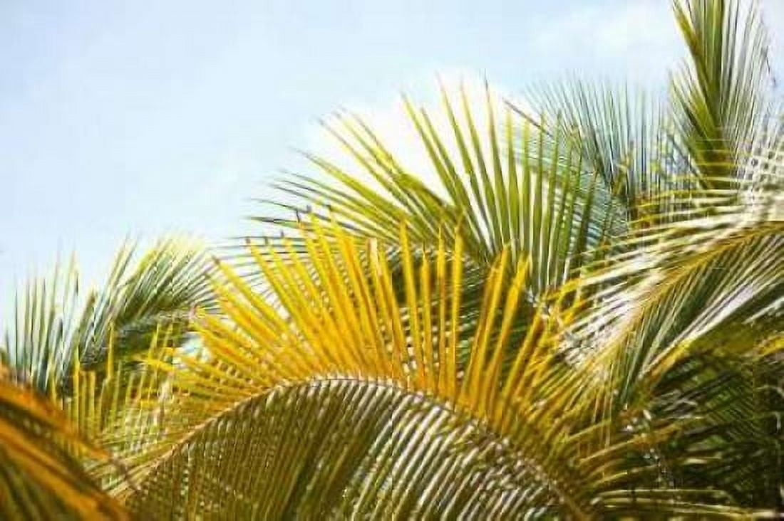 Palms at Noon Canvas Art - Karyn Millet (12 x 18)