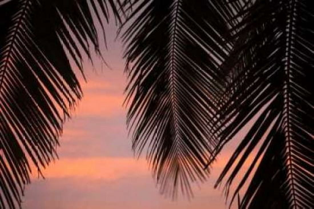 Palms at Sunset Canvas Art - Karyn Millet (24 x 36)