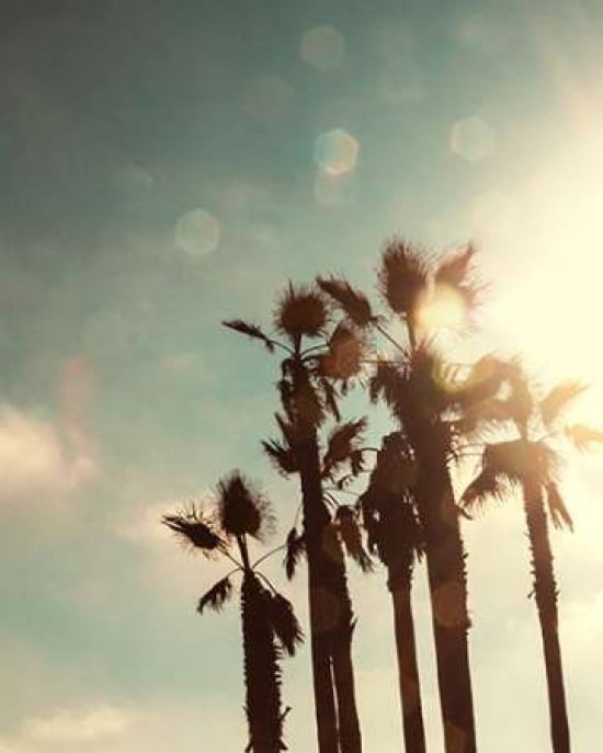 Palms in the Sun Canvas Art - Emily Navas (20 x 24)