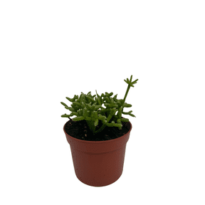Palo Verde Mistletoe Cactus Plant - Rhipsalis - 2.5" Pot