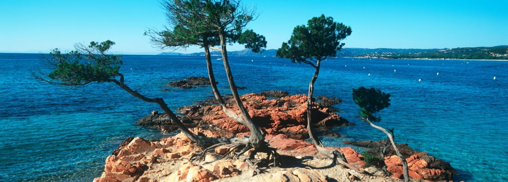 Palombaggia beach and trees Corsica France Canvas Art - Panoramic Images (36 x 12)