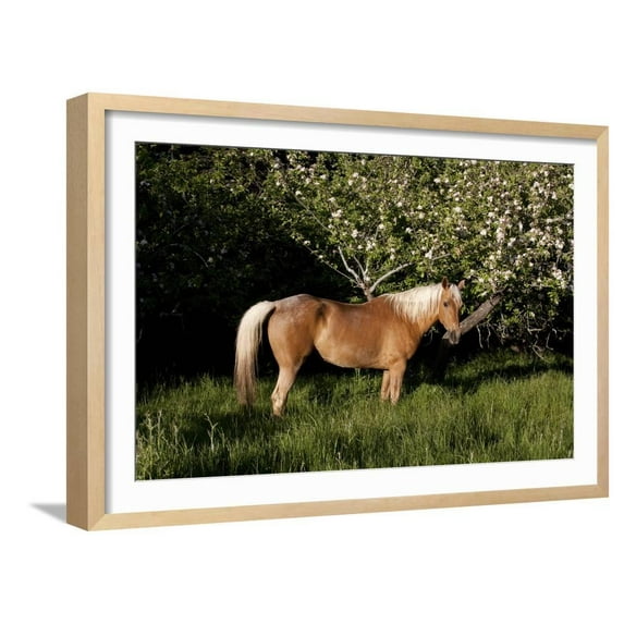 Palomino Horse Standing by Apple Tree in Early Evening, Fort Bragg, California, USA, Framed Art Print Wall Art by Lynn M^ Stone Sold by ArtCom