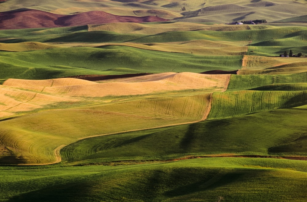Palouse Fields Whitman County Washington Usa Canvas Art - Bilderbuch Design Pics (18 x 11)