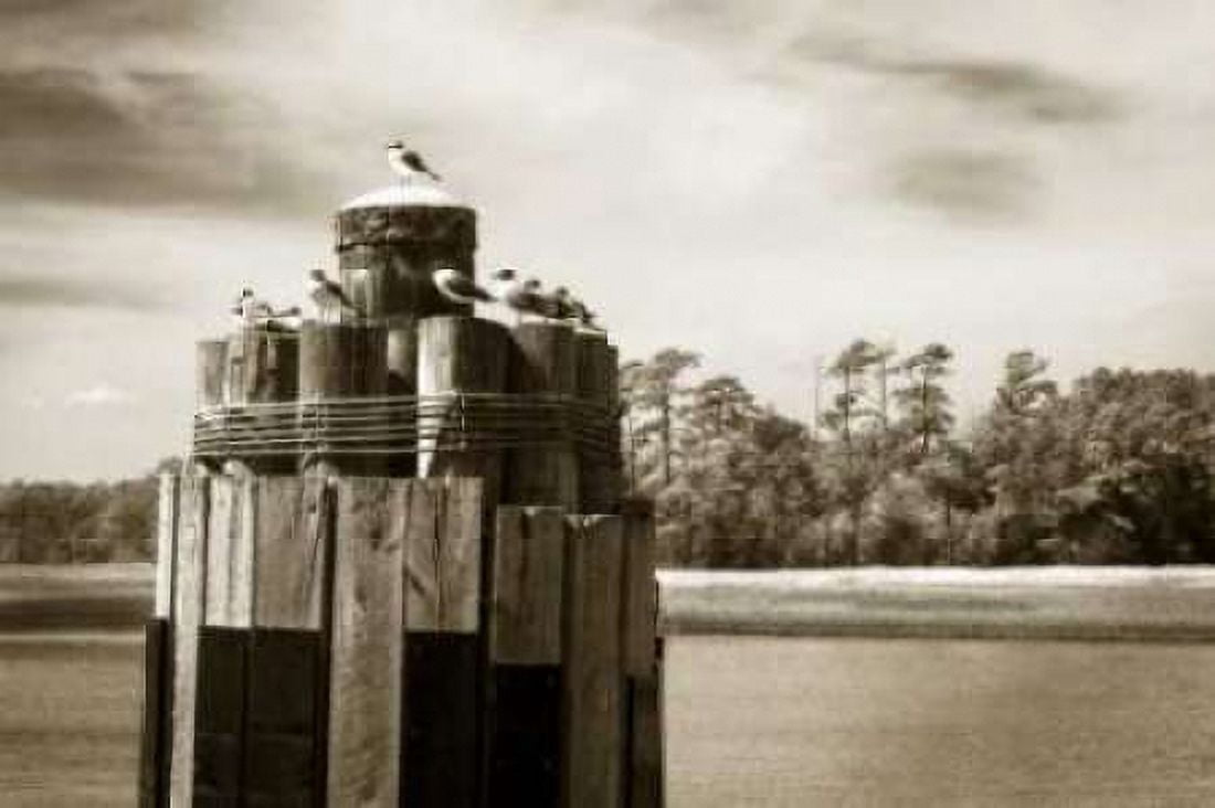 Pamlico Gulls I Canvas Art - Alan Hausenflock (20 x 28)