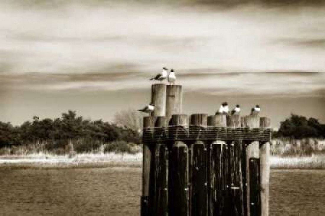 Pamlico Gulls II Canvas Art - Alan Hausenflock (20 x 28)