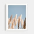 thumbnail image 1 of Pampas Glow - Ericeira Portugal Travel Photography - Ericeira Lisbon Portugal Photography Nature Pastel Minimalist Boho Scenic Botanical Summer White Framed Wall Art Print 6 x 8 inches, 1 of 3