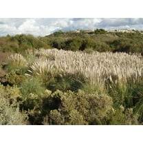 Pampas Grass | 1 Extra Large 3 Gallon Plant | Cortaderia Selloana | Drought Tolerant, Ornamental Grass, Tall Plumes, Outdoor Landscaping, Fast Growing, Low Maintenance, Garden Decor, Privacy Screen