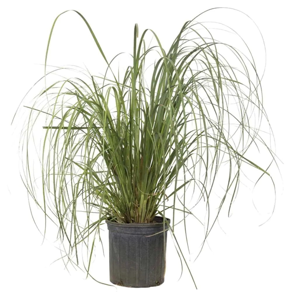 Pampas Grass (2.5 Gallon) Tall Ornamental Perennial with White Plumes