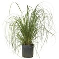thumbnail image 1 of Expert Gardener Pampas Grass (2.5 Gallon) Tall Ornamental Perennial with White Plumes - Full Sun Live Outdoor Plant, 1 of 6