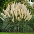 thumbnail image 1 of Expert Gardener Pampas Grass (2.5 Quart) Tall Ornamental Perennial with White Plumes - Full Sun Live Outdoor Plant, 1 of 7