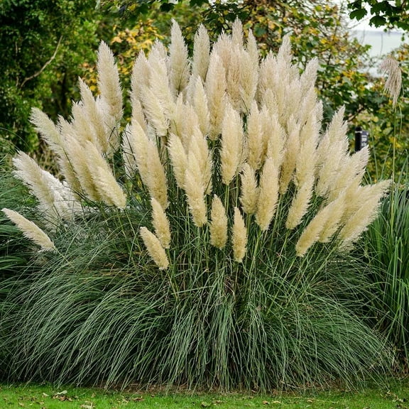 Expert Gardener Pampas Grass (2.5 Quart) Tall Ornamental Perennial with White Plumes - Full Sun Live Outdoor Plant
